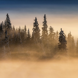 Morning sunbeams in the forest