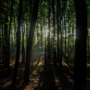 Dimineață în padure