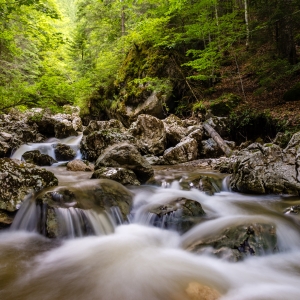 Păduri și ape învolburate în Cheile Lapoșului 