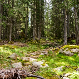 Pe cararea padurii de munte