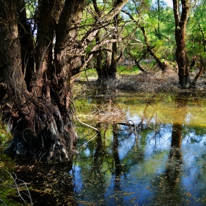 Primavara in Delta Dunarii