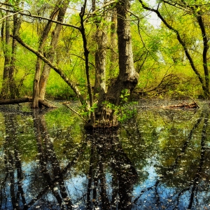 Primavara in Padurea Letea