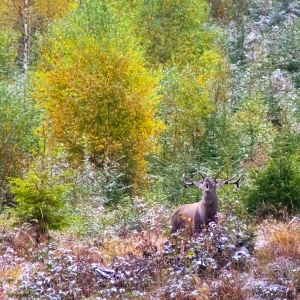 Canteret in peisajul de toamna