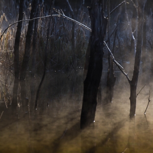 Tăcerea pădurii uitate