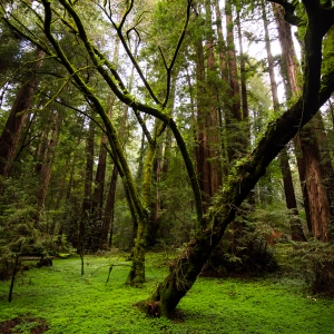 Muir Woods National Monument, California, US