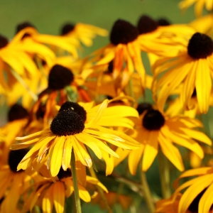 Flori Manastirea Barsana