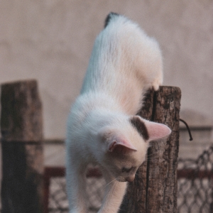 Pisică în acțiune