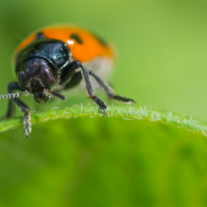 Macro, Lady Bug