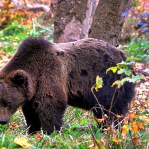 Martinică ursulică!
