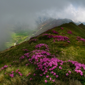 Rododendroni in Bucegi