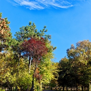 BlueSky Clouds