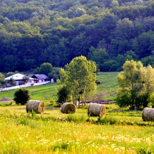 „La marginea pădurii”