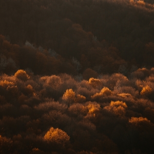 Sunset in forest