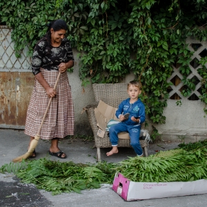 Ferigi vs crizanteme