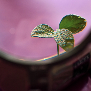 My little lemon tree