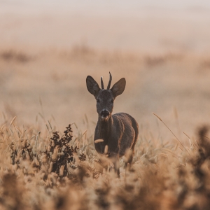 Întâlnirea de dimineață