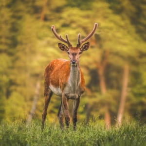 România neîmblânzită