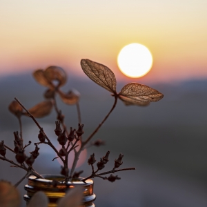 Sunset and hortensia flower