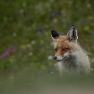 Wink.Don't Worry Be Happy.