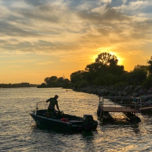 Asfintit in Delta Dunarii