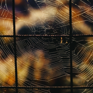 Forme, linii și culori