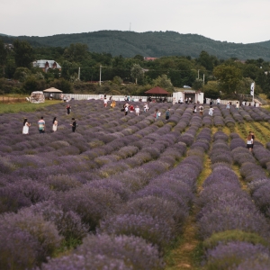Lavender field