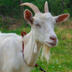 One peaceful goat