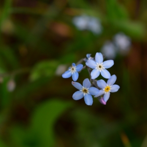 "Floare albastră"