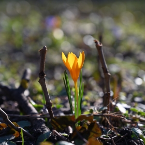 Spring Shrine