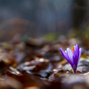  The first flower